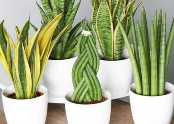 Tak Perlu Beli Alat Mahal, Tanaman Hias Penyaring Udara Ini Ampuh Lawan Polusi dan Bau Membandel