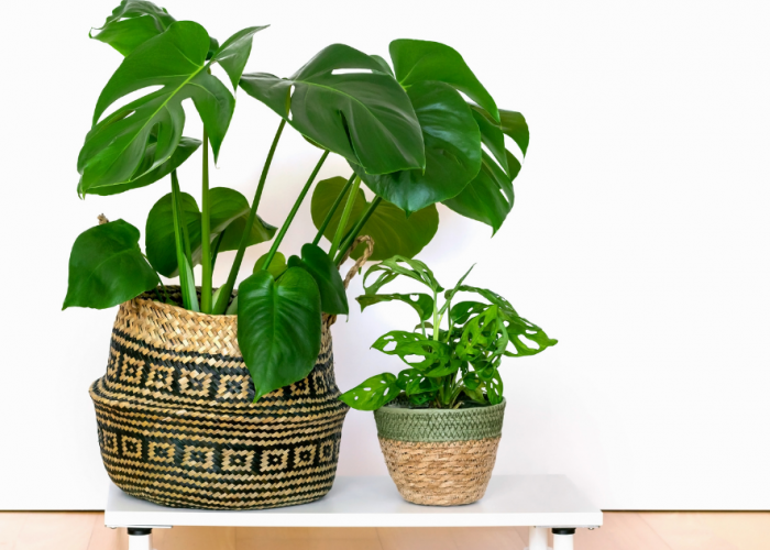 Makin Estetik! Ini 6 Tanaman Hias Indoor untuk Ruang Tamu yang Bikin Terlihat Segar dan Nyaman!