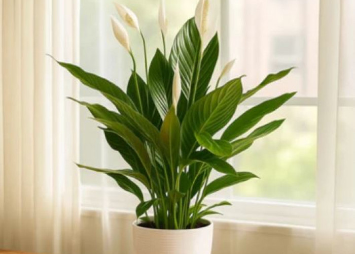 Pembawa Hoki dan Nasib Baik, Ini 5 Tanaman Hias Pembawa Keberuntungan Cocok Untuk Di dalam Rumah