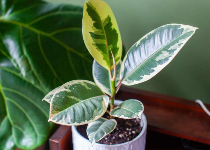 Berikut 10 Tanaman Indoor Pembersih Udara Rumah dari Polusi yang Sering Disepelekan, Cocok Untuk Ruang Tamu