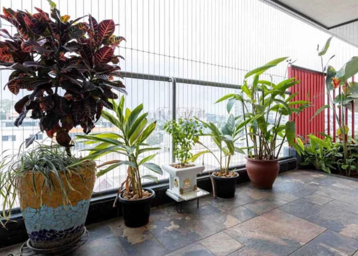 10 Rekomendasi Tanaman Hias untuk Mempercantik Balkon atau Teras Rumah, Perawatan Gampang dan Tahan Panas!