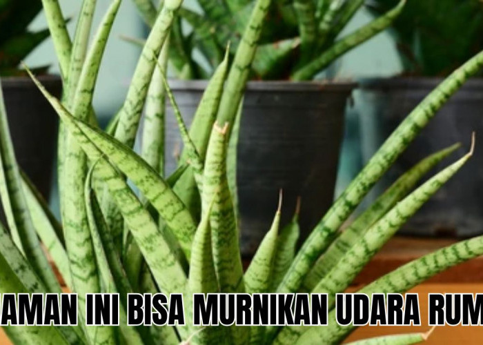 3 Tanaman Hias Pembersih Udara di Ruangan Bantu Kamu Hilangkan Udara Kotor di Rumah!