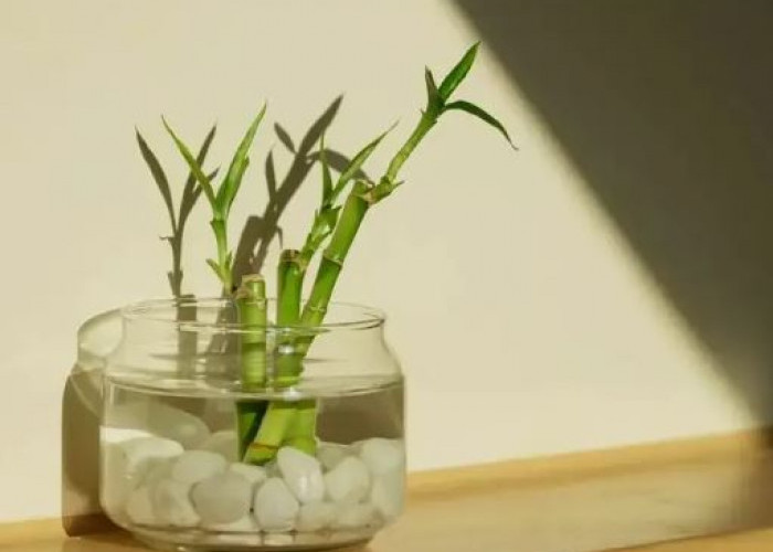 Ada 5 Tempat Penempatan Bambu Air Terbaik Sesuai Feng Shui, No. 1 Bisa Bawa Keberuntungan dan Rezeki