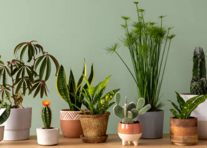 Dari Sudut Kosong Jadi Adem, 7 Tanaman Hias Estetik Ini Ubah Suasana Rumah Lebih Nyaman dan Sehat Mata