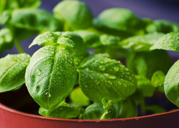 Bisa Buang Sial, Inilah 7 Rahasia Tanaman Hias Pengundang Energi Positif yang Bikin Keluarga Makin Harmonis