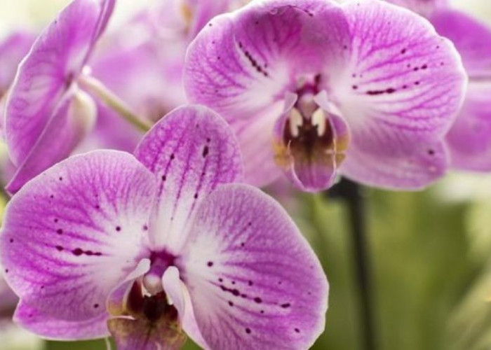 Koleksi 6 Tanaman Hias Cantik Bawa Keberuntungan, Memancarkan Rezeki dan Keharmonisan, Anda Punya di Rumah? 