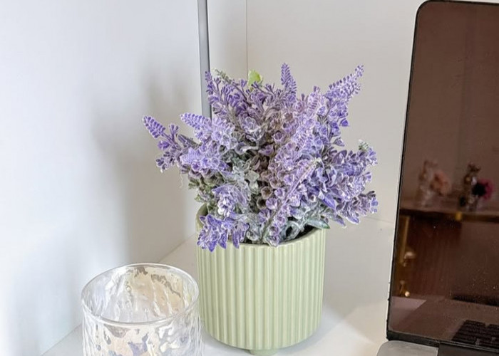 5 Rekomendasi Tanaman Hias yang Cocok di Kamar Tidur dengan Aroma Menenangkan, Bikin Tidur Berkualitas