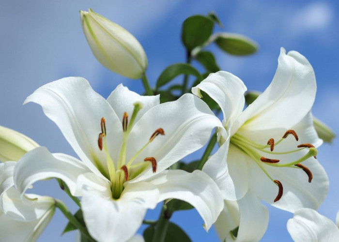 Bisa Narik Rezeki hingga Menangkal Energi Negatif, Ini 5 Tanaman Hias Pembawa Hoki untuk di Depan Rumah