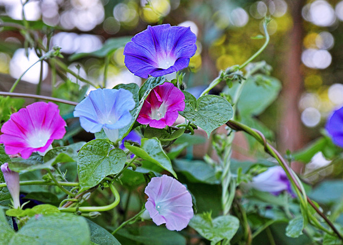 Tidak Merusak Dinding, Ini 4 Tanaman Merambat untuk Percantik Pekarangan Rumah Agar Tampak Asri