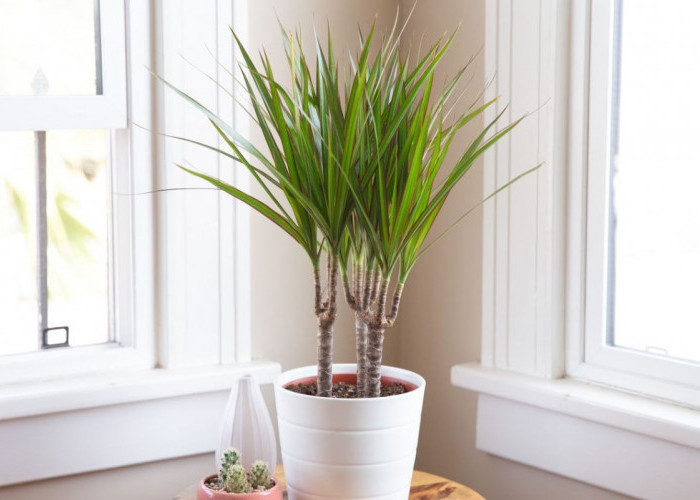 Selain Pohon Naga, Ini 6 Tanaman Hias Pembersih Udara Lainnya yang Siap Lindungi Rumah dari Polusi Udara