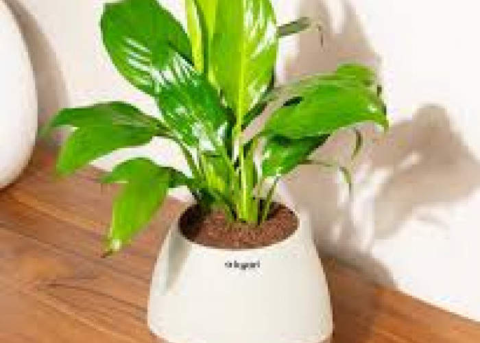 Wajib Punya! 5 Tanaman Indoor Ini Bisa jadi Pembersih Udara Alami hingga Menyerap Racun di Dalam Rumah