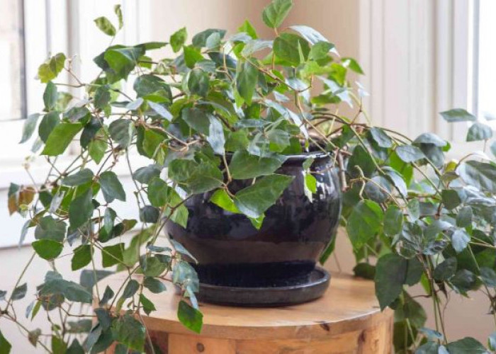 Melembapkan & Membersihkan Udara, Berikut 6 Tanaman Hias Indoor Pembersih Udara Cocok Untuk Dekorasi Hunian