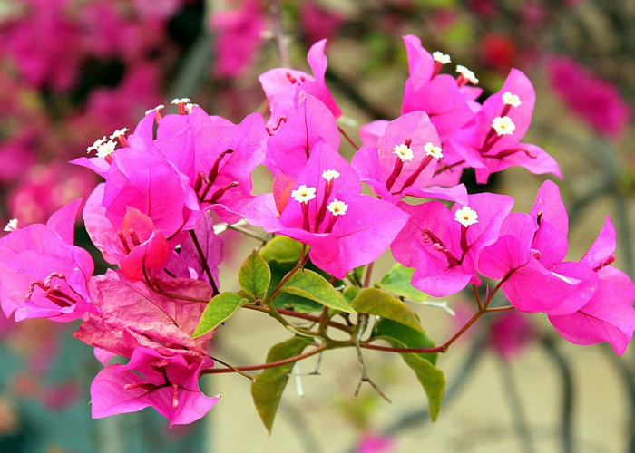 Bikin Hunian Cantik & Berwarna! Ini 5 Tanaman Hias Berbunga yang Cocok untuk Dekorasi di Teras Rumah