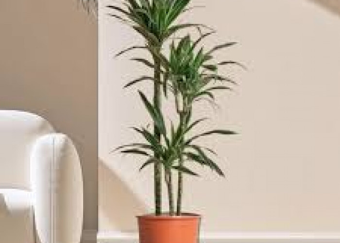 Tanpa Alat Mahal! Ini 5 Tanaman Hias yang Bisa Menyerap Racun & Polutan di Rumah, Sudah Punya?