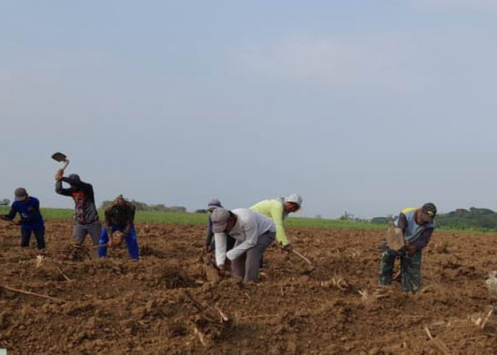 Majalengka Dukung Program Bongkar Ratoon Tebu Kementan Demi Swasembada Gula Nasional