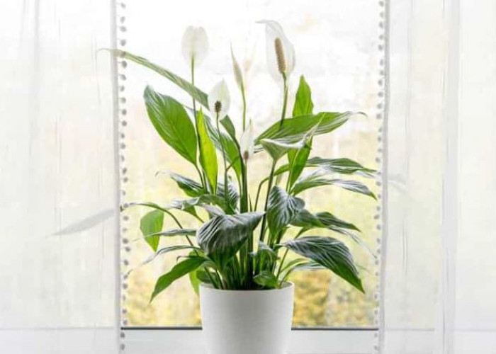 Udara Anti Pengap & Sumpek, 7 Tanaman Indoor Pembersih Udara Terbaik yang Cocok Untuk Kamar Tidur