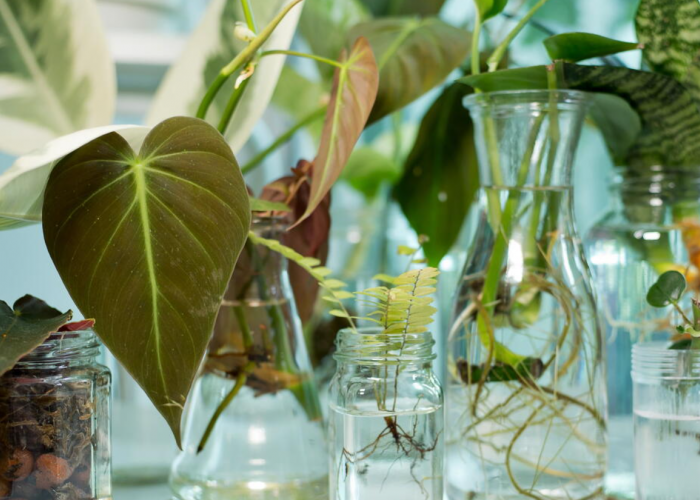 7 Tanaman Hias Hidroponik Estetik yang Bikin Suasana Rumah Jadi Cantik dan Mudah Dirawat di Pot Kecil.