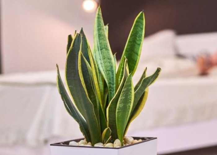 Pembawa Rezeki & Kekayaan, Ini 6 Tanaman Hias Indoor Pembawa Rezeki Serta Perawatannya yang Perlu Diperhatikan