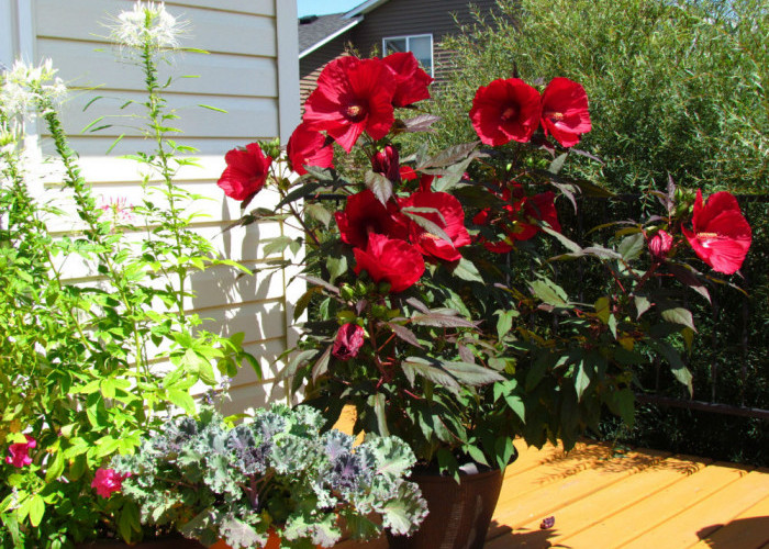 Estetik & Warna Menarik, 5 Tanaman Hias Bunga untuk Percantik Teras Rumah, Bikin Tampilan Lebih Segar & Hidup