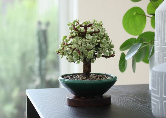 Menghambat Rezeki Pemilik, Berikut 7 Tanaman Pembawa Sial yang Tidak Boleh Sembarangan ditaruh Sekitar Rumah