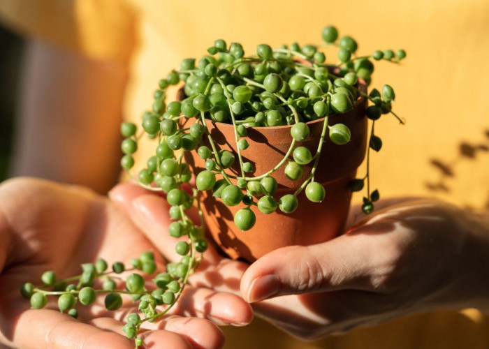 Simpel Tapi Bikin Nyaman, Berikut 7 Tanaman Indoor Minimalis yang Bikin Hunian Rumah Jadi Segar