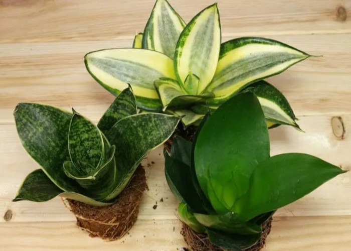 5 Tanaman Hias di Dalam Rumah Penghilang Energi Negatif dan Bikin Rumah Jadi Adem