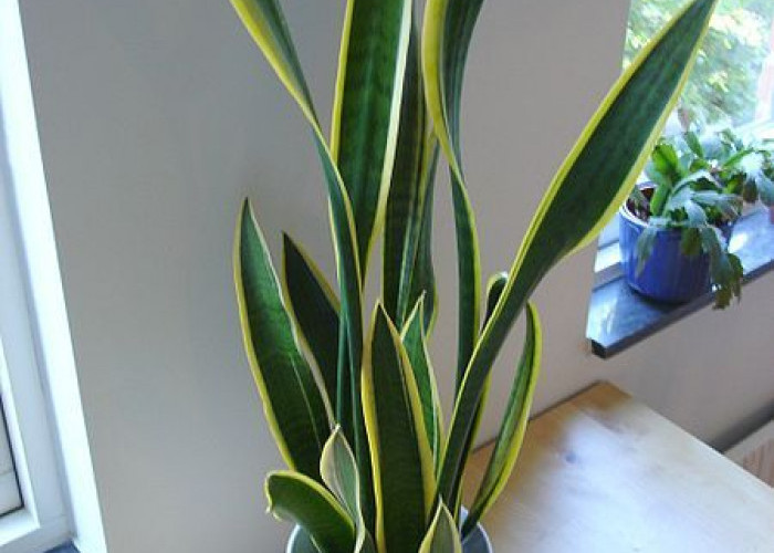 Biar Bawa Hoki & Menarik Rezeki, Ini Area Penempatan 5 Tanaman Hias Pembawa Keberuntungan di Dalam Rumah