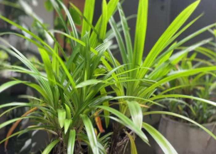 Berikut 8 Tanaman Hias Penjaga Rumah dari Energi Negatif dan Kesialan, Bisa Bawa Hoki dan Kekayaan