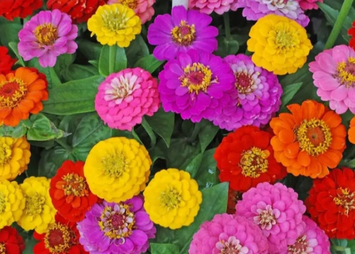 Mudah Dirawat & Tahan Panas! Ini 5 Tanaman Hias untuk Percantik Depan Rumah dengan Bunga Warna-warni