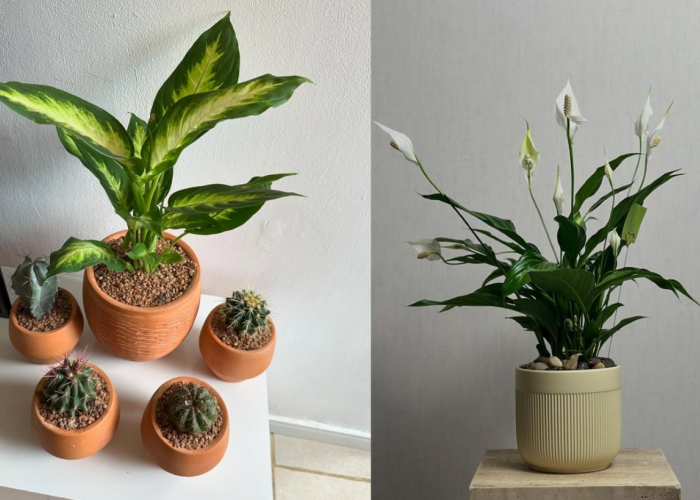 Undang Kekayaan dan Berkah Menurut Feng Shui, 8 Tanaman Hias Indoor yang Bisa Hidup Dalam Ruangan Ber-AC