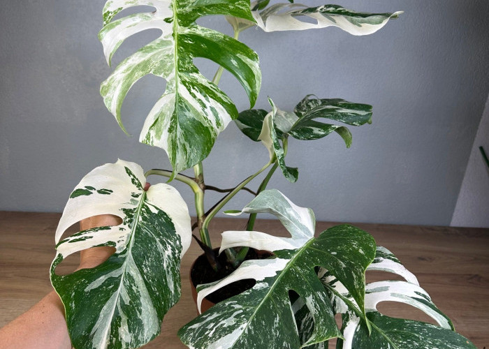 Ideal Buat Dekorasi Indoor Estetik, 5 Tanaman Hias yang Tidak Membutuhkan Cahaya Matahari, Mudah Dirawat