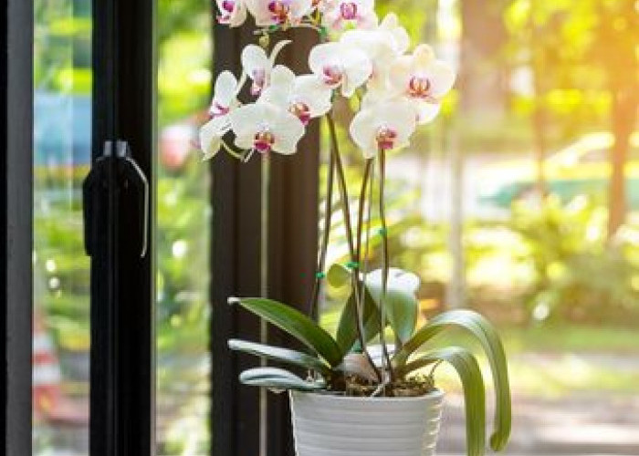 Tak Hanya Indah, 5 Tanaman Hias Bunga Ini Pembawa Energi Positif, Keharmonisan dan Keberuntungan ke Rumah