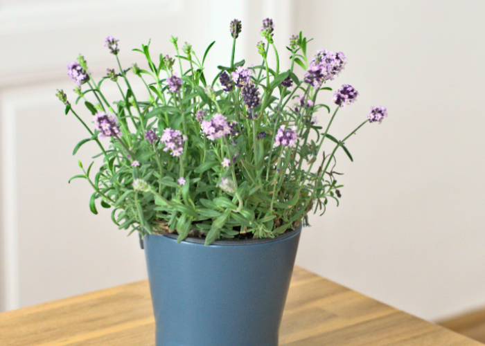 Minimal Punya Satu! Daftar 7 Tanaman Hias Penarik Rezeki Sekaligus Pengusir Nyamuk Alami