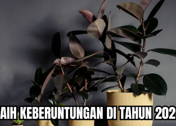 Rawat 7 Tanaman Hias yang Membawa Keberuntungan di Rumah Kamu Selama Tahun 2026! 