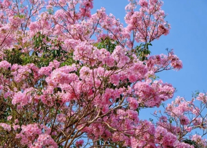 5 Pohon Peneduh untuk Halaman Rumah yang Bikin Suasana Lebih Rindang, Adem dan Cocok untuk Lahan Terbatas