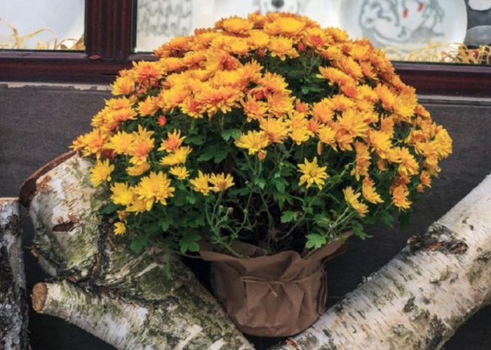 6 Tanaman Hias Penyerap Polusi Paling Ampuh Bikin Rumah Lebih Sehat, Sejuk dan Nyaman Setiap Hari