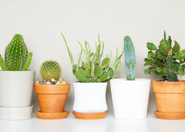 Jarang Disiram Tetap Hidup, Ini 6 Tanaman Hias Tahan Banting, Penyaring Udara Alami untuk yang Super Sibuk