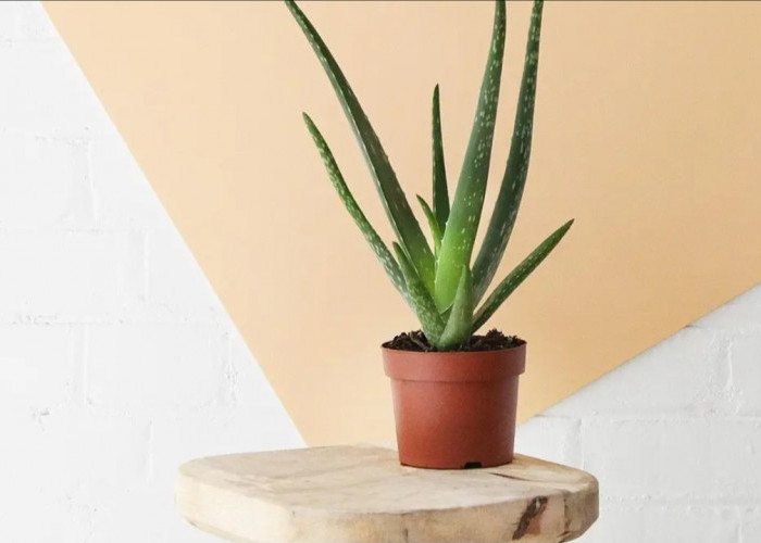 5 Tanaman Hias di Dalam Rumah Pembersih Udara