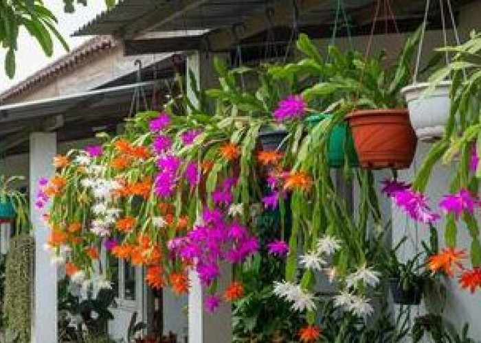 Tingkatkan Oksigen dengan 5 Tanaman Hias Gantung Penghasil Oksigen yang Mudah dirawat Ini