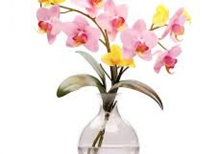 Lagi Tren, Cocok Buat Pemula! Ini 5 Tanaman Hias Hidroponik di Dalam Ruangan yang Cantik, Estetik dan Berbunga