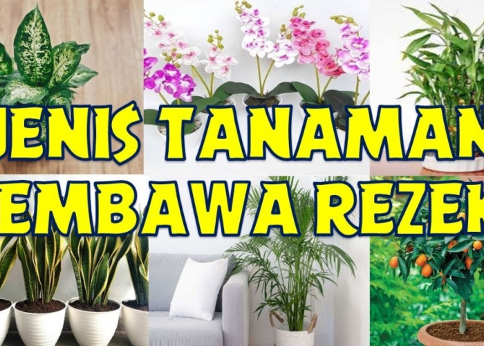 Usir Energi Negatif dan Datangkan Kekayaan, Berikut 7 Tanaman Hias Pengundang Rezeki di Dalam Rumah