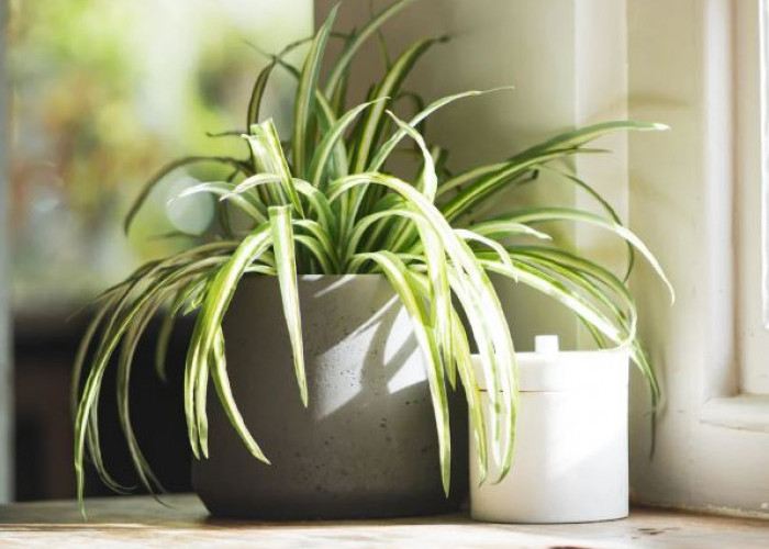 Ini 10 Tanaman Indoor Pembersih Udara, yang Cocok Untuk Ruang Tamu, Dapur, Hingga Kamar Tidur