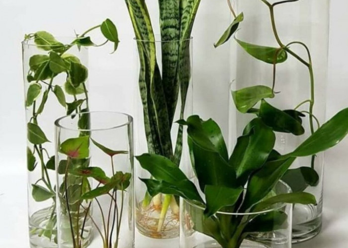 Dipercaya Bawa Berkah dan Kekayaan, Ini 7 Tanaman Hias Pengundang Rezeki yang Pancarkan Energi Positif 