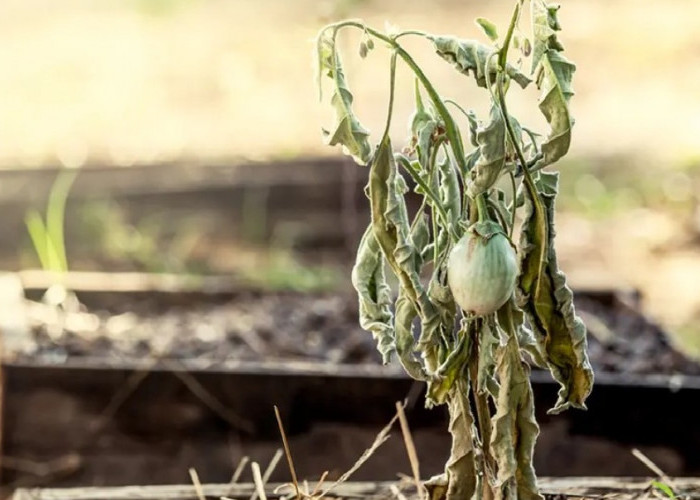 Sebaiknya Dihindari! Berikut 6 Tanaman Hias Penghambat Rezeki yang Dipercaya Pembawa Sial 2026, No 4 Beracun