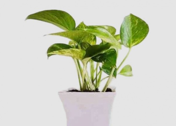 Cegah Polusi Masuk ke Rumah! Berikut 6 Tanaman Hias Pembersih Udara dari Polusi, Wajib Untuk di Perkotaan