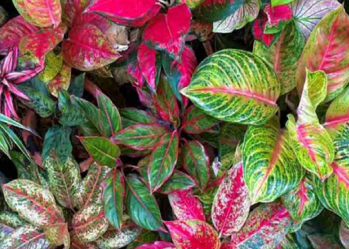 Berfungsi Sebagai Penyaring Udara, Berikut 6 Tanaman Hias Dalam Rumah yang Dapat Menghasilkan Oksigen