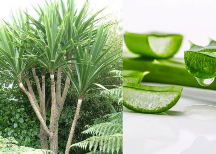 Cocok Untuk Kaum Mageran, 3 Tanaman Hias Outdoor Tahan Panas Ini Bisa Kamu Rawat Sendiri!