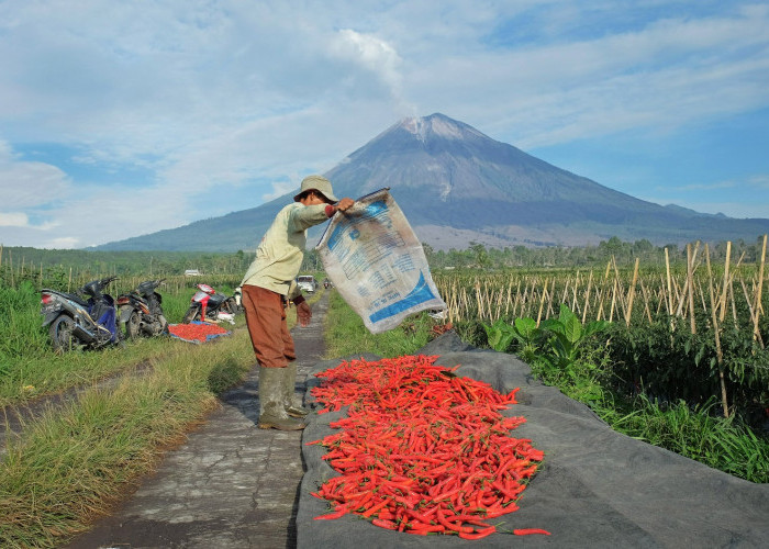  BRI Salurkan KUR Rp65,95 Triliun, Jangkau 558 Ribu Petani dan 23 Ribu Nelayan per April 2026