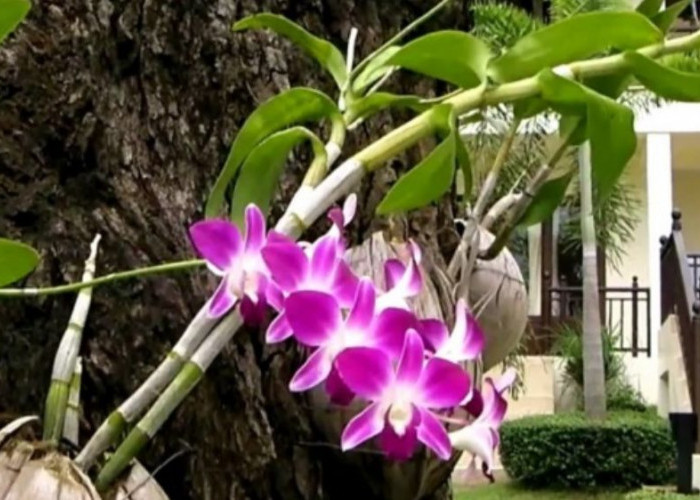 Dipercaya Bawa Energi Positif, 9 Tanaman Hias Bikin Rumah Sehat, Seimbang, Estetik, Nyaman dan Udara Bersih