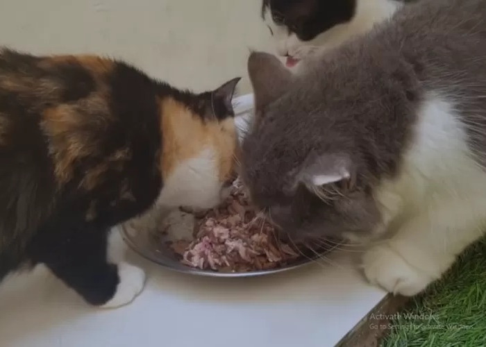 Cara Membuat Makanan Kucing Sendiri Dengan Mudah Dan Mencukupi Kebutuhan Nutrisi Kucing